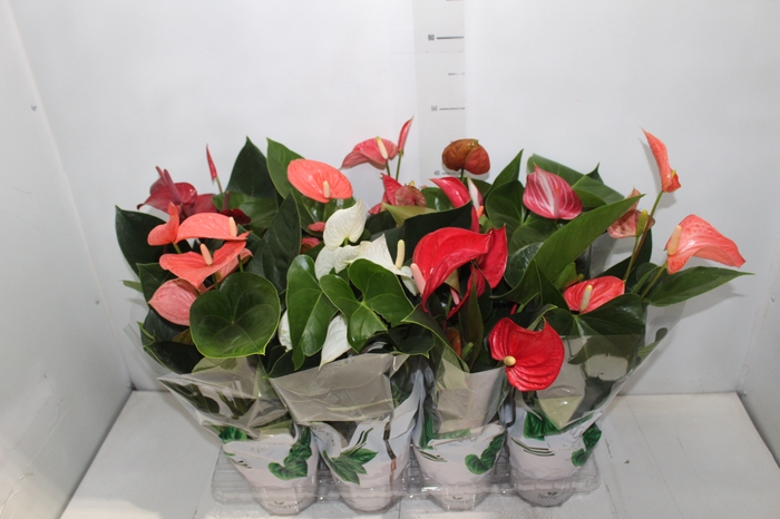 <h4>ANTHURIUM VARIADO P15</h4>