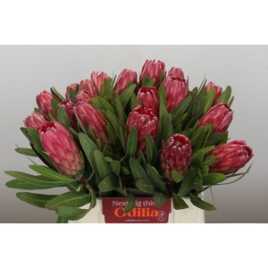 Protea Lancelot