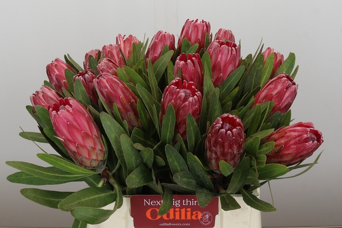 <h4>Protea Lancelot</h4>
