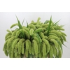 Setaria Italica Volle Melk