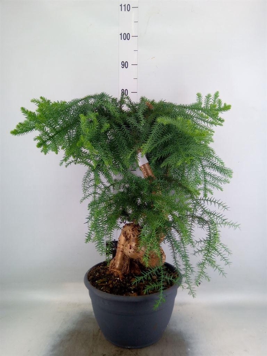 <h4>Araucaria   ...</h4>