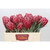 Protea Venus