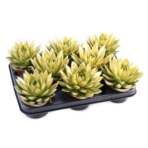 Echeveria  'Miranda'