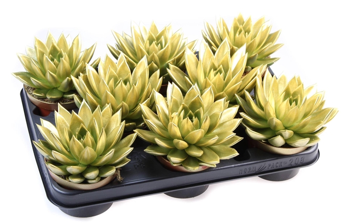 <h4>Echeveria  'Miranda'</h4>