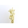 Dried Papaver Gold Bunch Slv