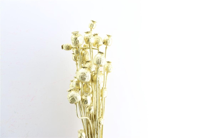 <h4>Dried Papaver Gold Bunch Slv</h4>