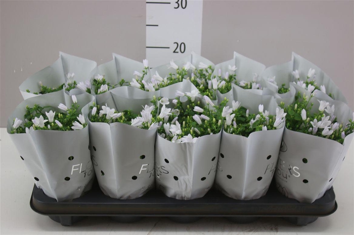 <h4>Campanula Port Ocean White In Hoes</h4>