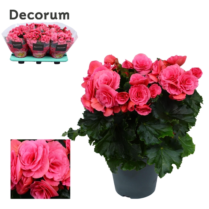 <h4>Begonia ''berseba'' paars 14 cm Decorum</h4>