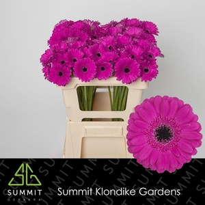 GERBERA MI 'ANNA'