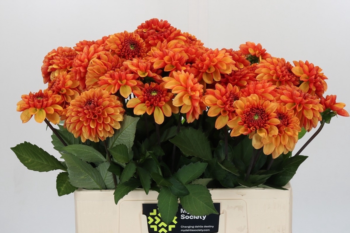 Dahlia American Sunset