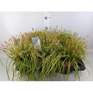 Carex oshimensis 'Everco Eversheen'