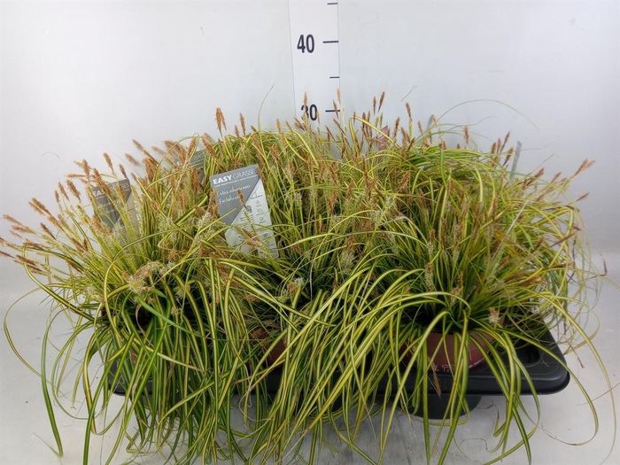 <h4>Carex oshimensis 'Everco Eversheen'</h4>