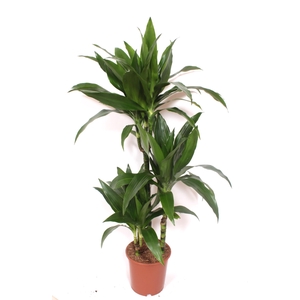Dracaena Janet Craig 60-30-15