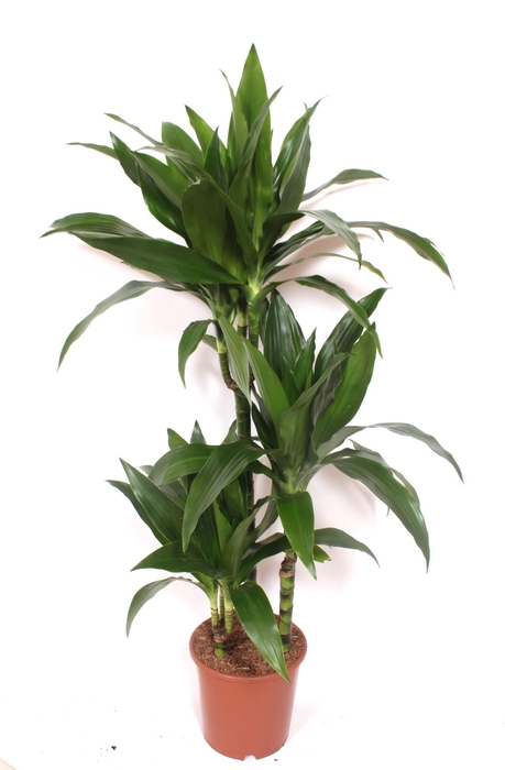 <h4>Dracaena Janet Craig 60-30-15</h4>
