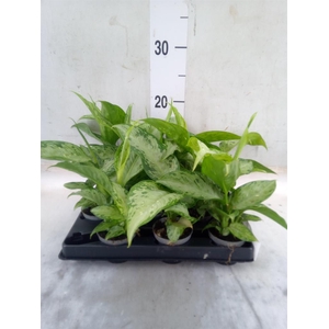 Dieffenbachia