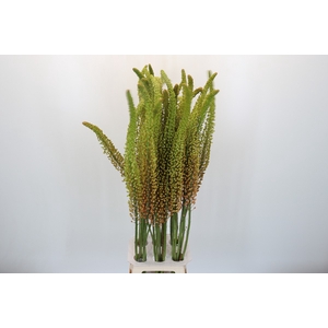 Eremurus Oranje