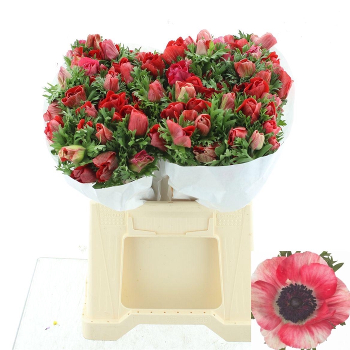 <h4>ANEM CO MIS + RED</h4>