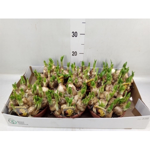 Narcissus  'Tete a tete'