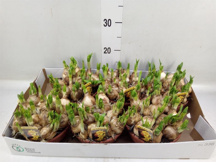 <h4>Narcissus 'Tete a tete'</h4>