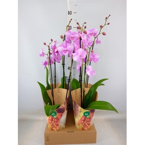 Phalaenopsis   ...rose