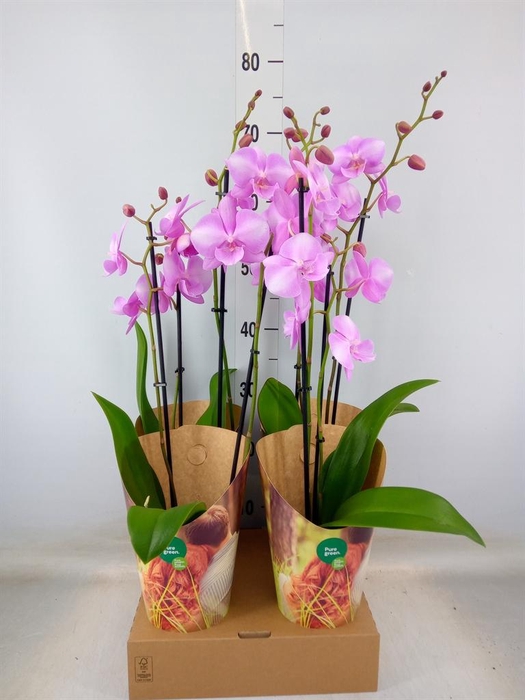 <h4>Phalaenopsis   ...rose</h4>