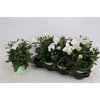 Platyco Gr Astra Whi