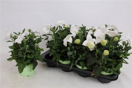 Platyco Gr Astra Whi