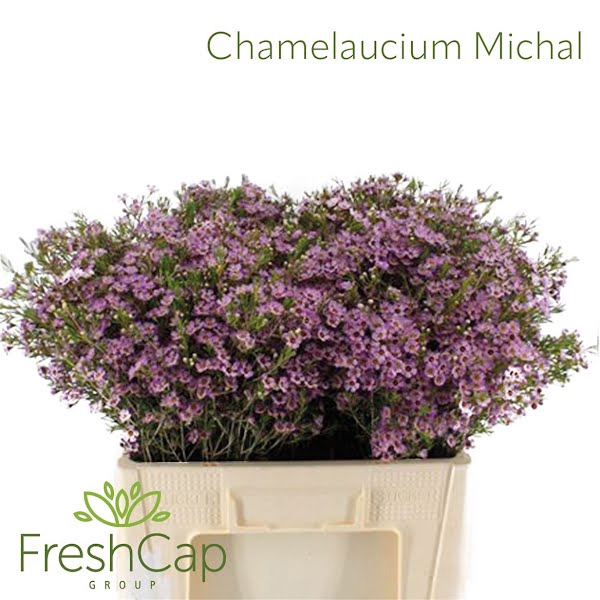 <h4>Chamelaucium Michal</h4>