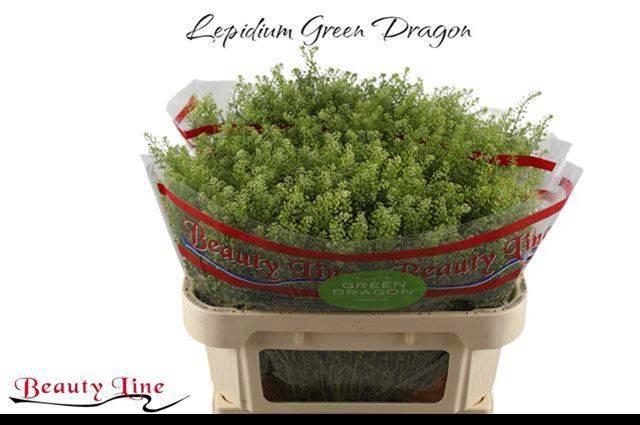 <h4>LEP VI GREEN DRAGON</h4>