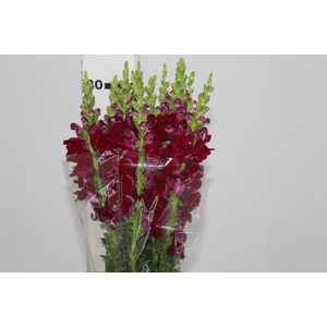 BOCA DE LEAO VINHO 070 CM
