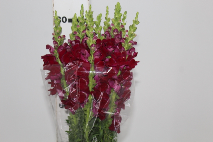 BOCA DE LEAO VINHO 070 CM