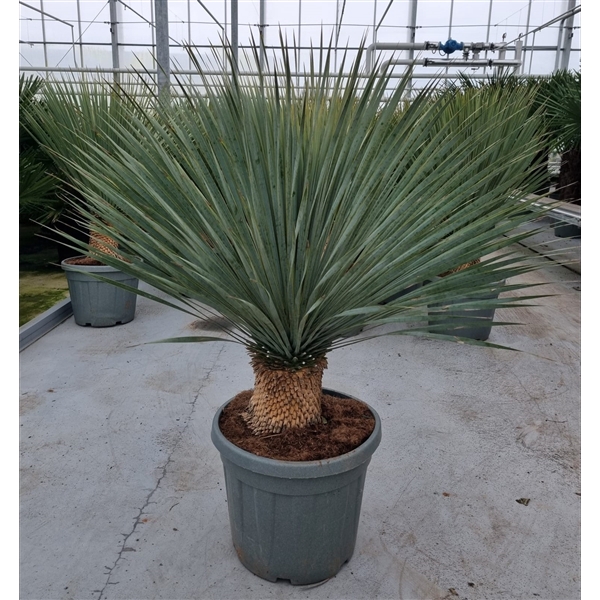 <h4>Yucca rostrata</h4>