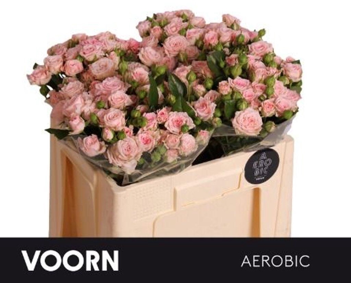 <h4>Rosa spray aerobic</h4>