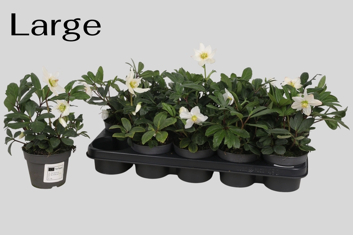 <h4>HELL NI ADVENT STAR</h4>