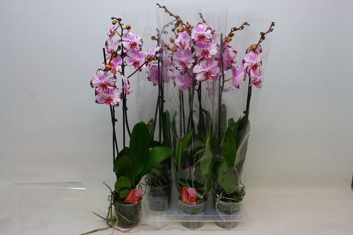 <h4>PHAL F MAGIC ART</h4>