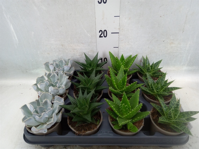 <h4>Succulents   ...mix 4</h4>