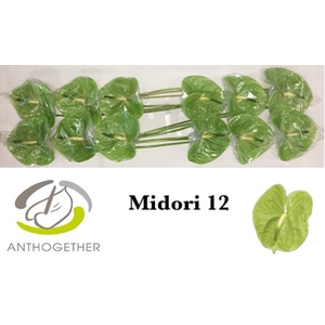 ANTH A MIDORI 12