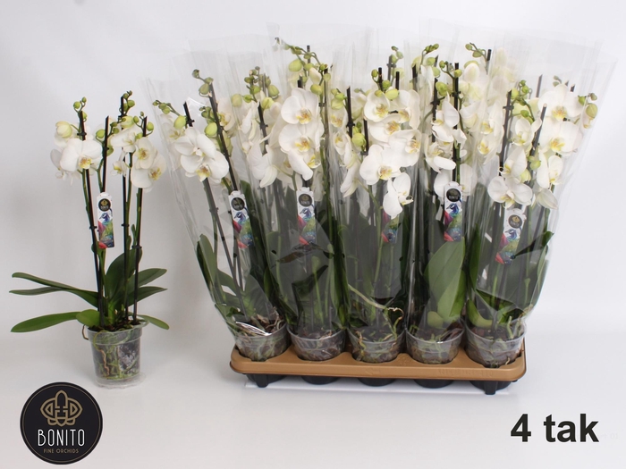 <h4>PHAL AN NOTTINGHAM</h4>