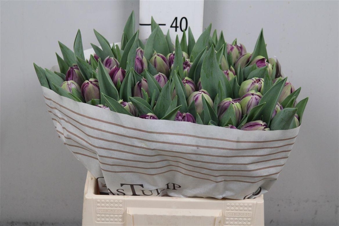 <h4>Tu Du Braga</h4>