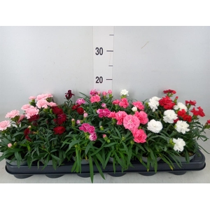Dianthus   ...mix
