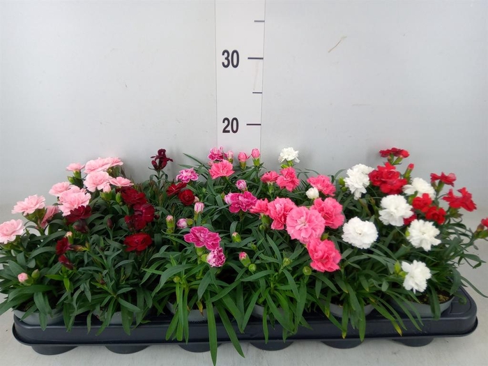 <h4>Dianthus   ...mix</h4>