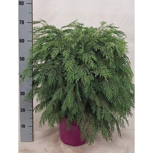 CHAM L GLOBOSA