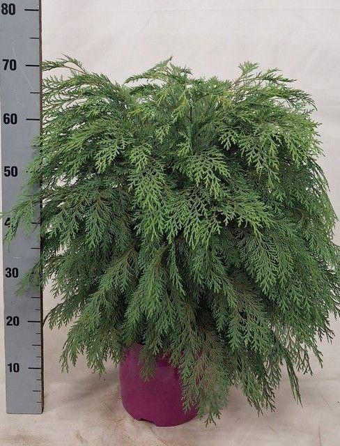 <h4>CHAM L GLOBOSA</h4>