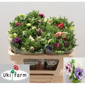 ANEM CO GALIL PASTEL