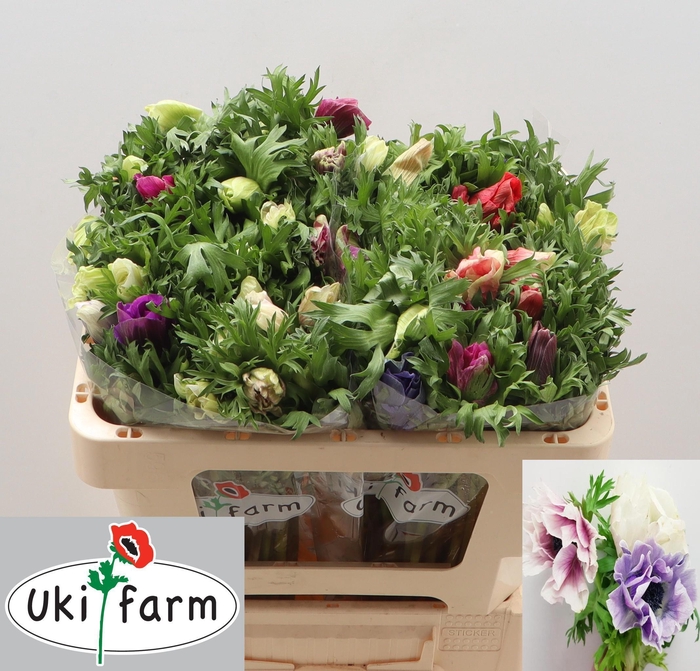 <h4>ANEM CO GALIL PASTEL</h4>