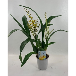 Oncidium 2-tak