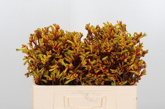 <h4>Anigoz Gold Fever</h4>