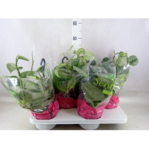 Scindapsus pictus 'Trebie'