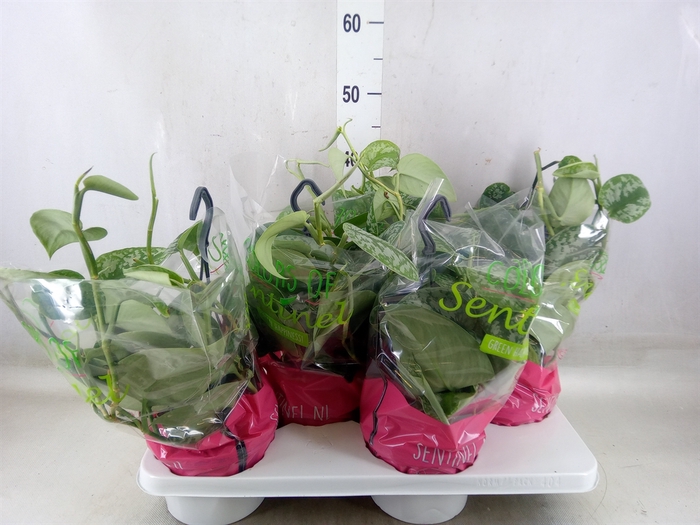 <h4>Scindapsus pictus 'Trebie'</h4>