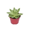 ECHEVERIA ESTRELA P11